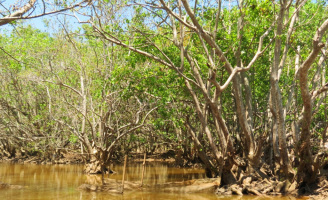 Khám phá rừng ngập mặn Rú Chá