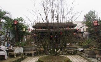 Thú vị ngắm vườn mai Tịnh Lâm Nhi Huế