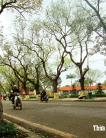 Thăm cây dã hương ngàn năm ở Tiên Lục: Thấy đất Huế thiệt độc đáo
