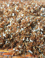 Muối kiến – đặc sản vùng cao