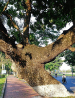 “Cụ” xà cừ 100 năm ở Huế được giữ “sinh mạng’ nay đã lên mầm xanh