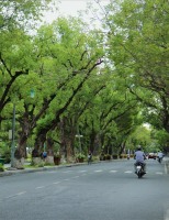Những bóng cây trong thành phố