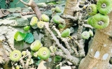 Miên man cây trái mùa hè xứ Huế